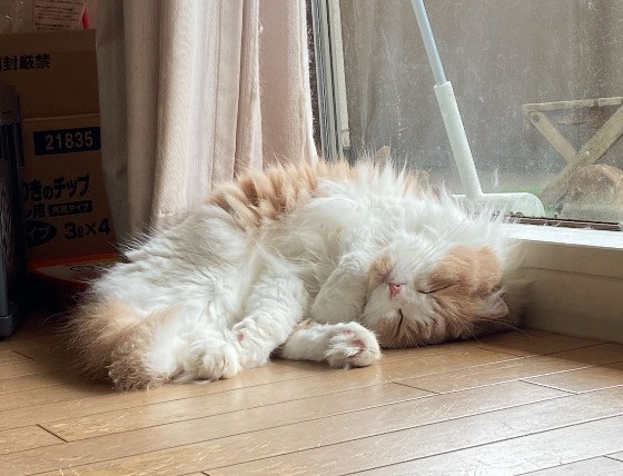 カウンセリングオフィスNeko